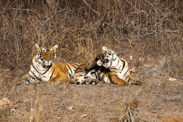 istock Female Bengal Tiger with cub, Rajasthan, India 676705766