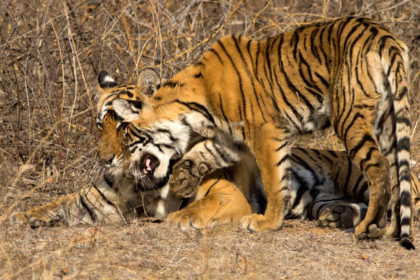 istock Female Bengal Tiger and cub, Rajasthan, India 676706262