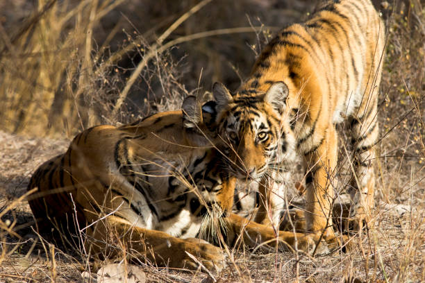 istock Female Bengal Tiger and cub, Rajasthan, India 676706432