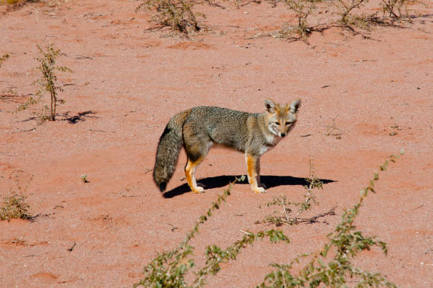 istock Desert Fox - Talampaya National Park - Argentina 676713028