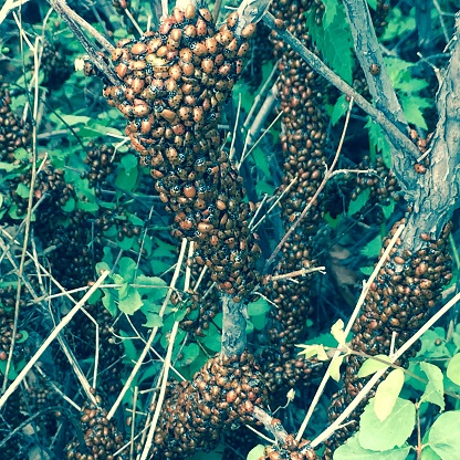 Colony of Ladybugs on Mount Lemmon, Az