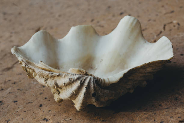 istock closeup of a giant shell on the stone 676735988