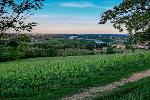 Landscape of vineyards in Nervesa della Battaglia-Treviso-Italy, land of Prosecco wine
