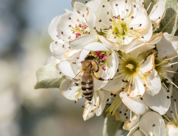 istock close-up bee inside blossom with pollen on leg 676738552