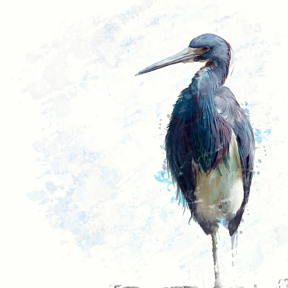 Digital Painting Of Tricolored Heron