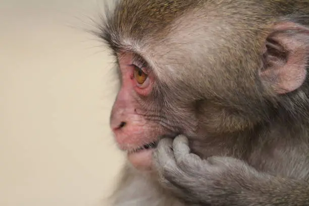 Photo of wild Japanese baby monkey in Oita, Japan