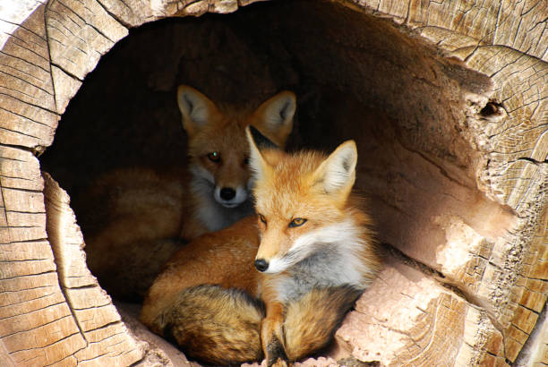 istock Twin Baby Fox in a hollow log 676759888