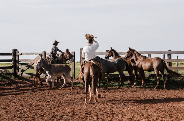 cowboys, gérer les animaux de la ferme dans un corral - running horses photos et images de collection