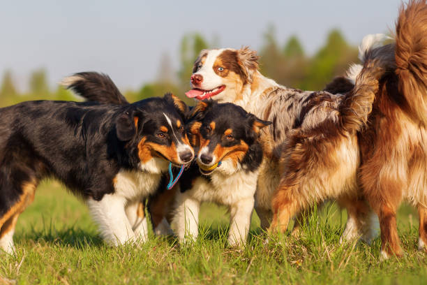 istock pack of Australian Shepherds outdoor 676811720