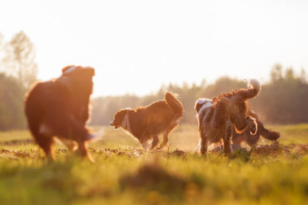 istock Australian Shepherd dogs running in evening sun 676813986