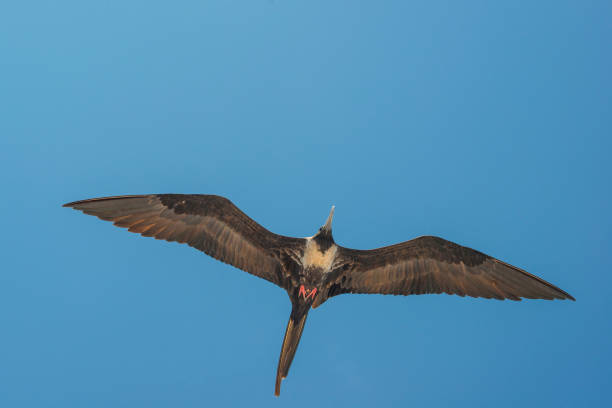 Great frigatebird (Fregata minor) at Galapagos islands A female great frigatebird (Fregata minor) flying over the Galapagos Islands in the Pacific Ocean. Wildlife shot. fregata minor stock pictures, royalty-free photos & images