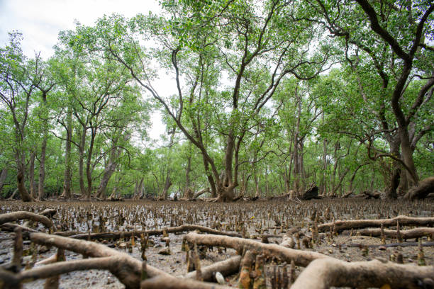 istock Tropical mangrove forest at coast. 676816850