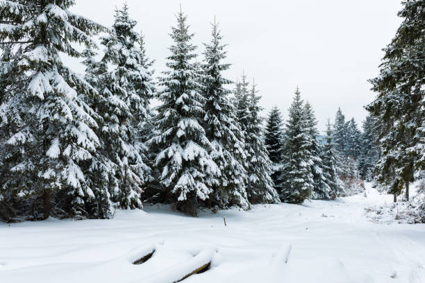 istock Forest in Carpathians in winter 676825020