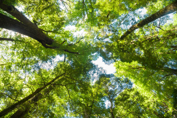 istock Looking upwards through trees to canopy high above 676825422