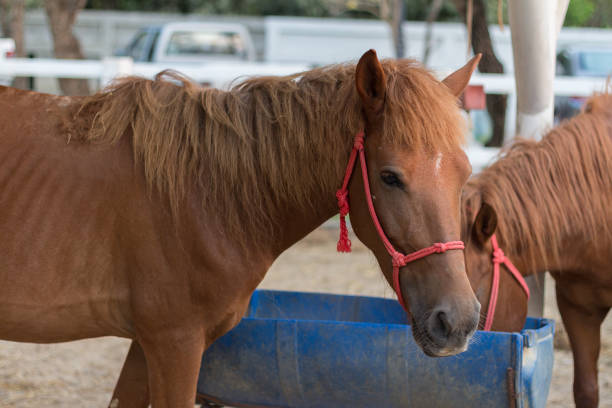 istock horse in the paddock and bent over eating dry grass 676826374