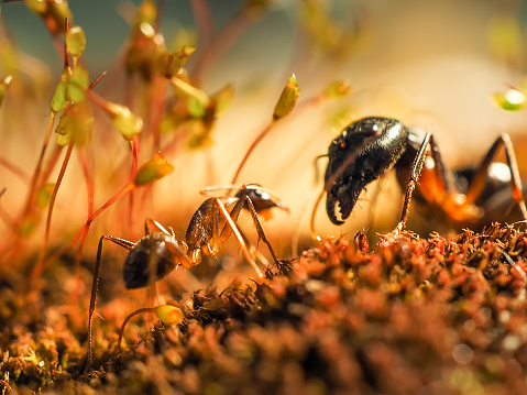 two ants kisiing on moss at sunsett shoot close