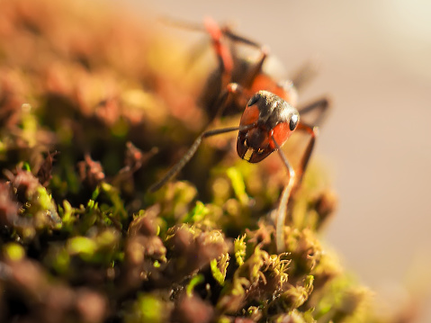 Black ant on green moss while explorer small world.