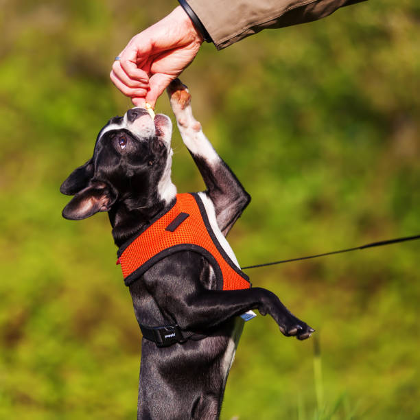 istock Boston Terrier puppy getting a treat 676880384