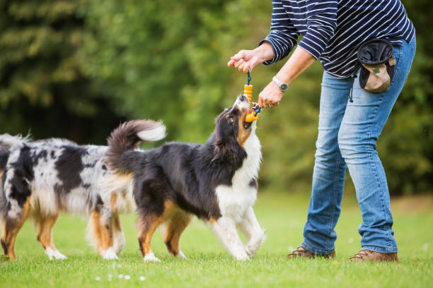 istock woman plays with Australian Shepherd dogs 676883728