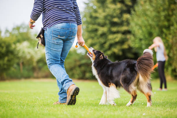 istock woman plays with an Australian Shepherd dog 676883756