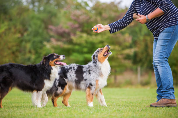 istock woman plays with Australian Shepherd dogs 676883760