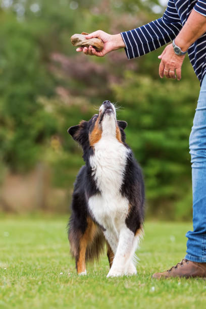 istock woman plays with an Australian Shepherd dog 676883784