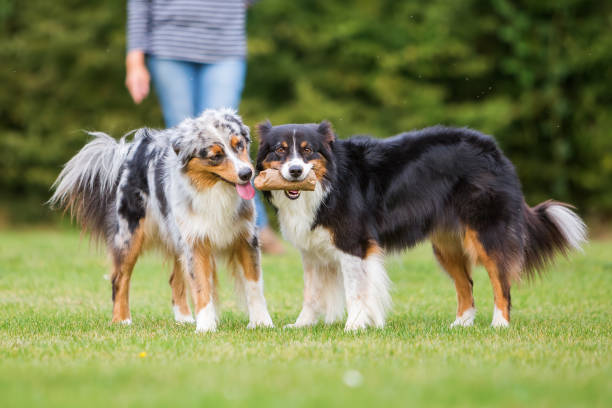 istock Australian Shepherd dogs fighting for a treat bag 676883814