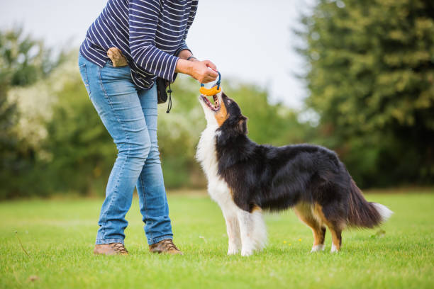istock woman plays with an Australian Shepherd dog 676883858