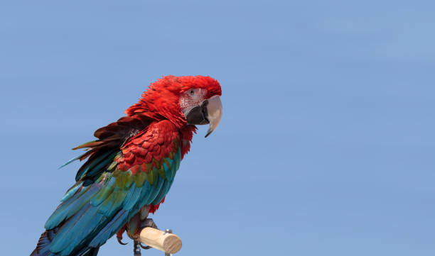istock Green wing Macaw parrot bird Ara chloropterus 676895054