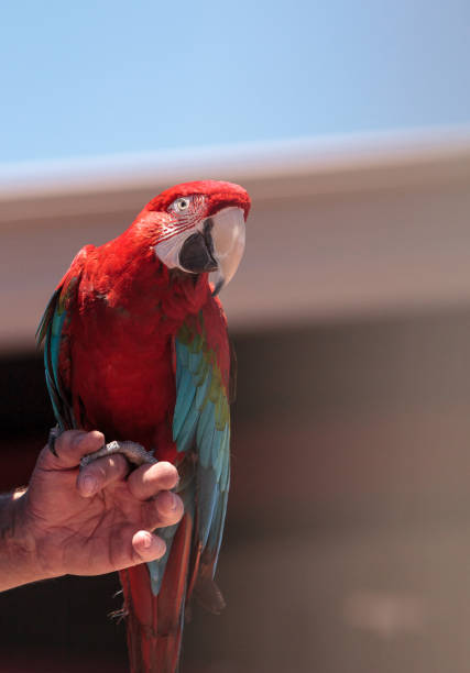 istock Green wing Macaw parrot bird Ara chloropterus 676895592