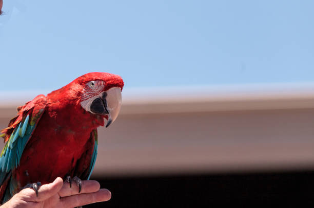istock Green wing Macaw parrot bird Ara chloropterus 676895884