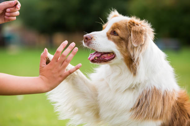 istock Australian Shepherd dog gives the paw 676925870