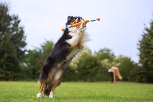 istock Australian Shepherd jumps to catch a toy 676925890