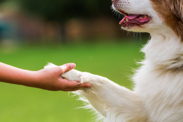 istock Australian Shepherd dog gives the paw 676927348