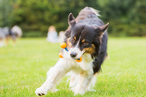istock Australian Shepherd with a toy in the snout 676927360