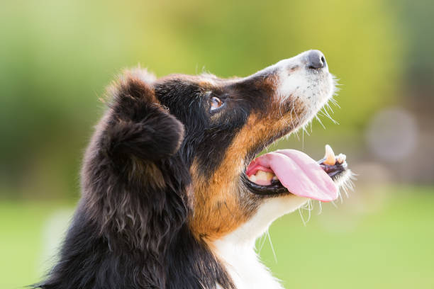 istock head portrait of an Australian Shepherd dog 676928172