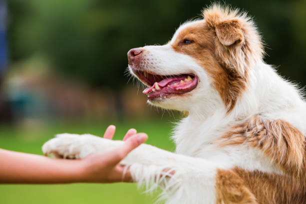istock Australian Shepherd dog gives the paw 676929394