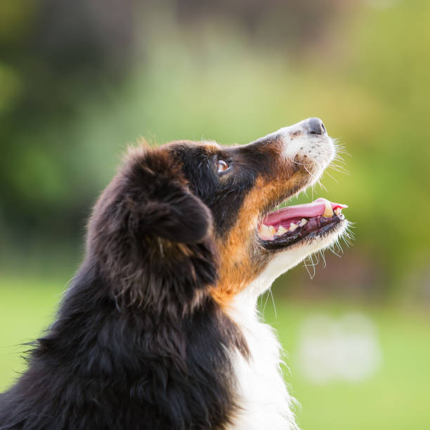 istock head portrait of an Australian Shepherd dog 676929530