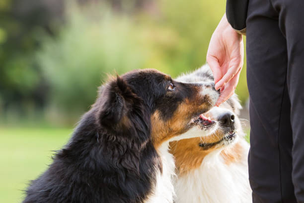 istock Australian Shepherd dogs waiting for a treat 676929806