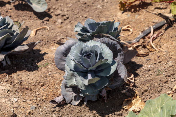 istock Fresh ripe red cabbage grows on a small organic farm 676934878