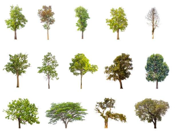 istock collections green tree isolated. green tree  isolated on white background. 676967746
