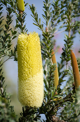 All yellow cultivar of cut-leaf banksia, Banksia praemorsa, an Australian native. Top half of cone has flower buds, bottom half has open flowers.