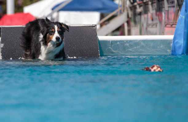 istock Border collie swims with a toy in a pool 676968288
