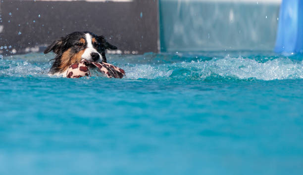 istock Border collie swims with a toy in a pool 676968376