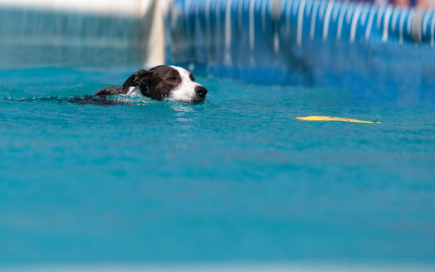 istock Border collie swims with a toy in a pool 676970072
