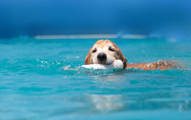 istock Golden retriever swims with a toy and plays 676979892