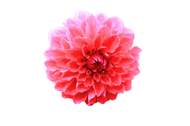 istock Beautiful flower  with on a white background. 676991226