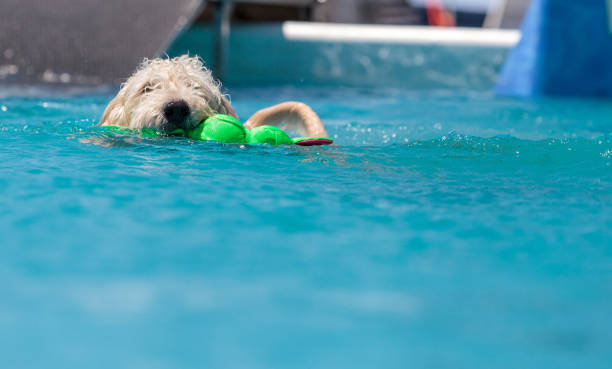 istock Yellow labradoodle retriever swims with a toy in a pool 676991252