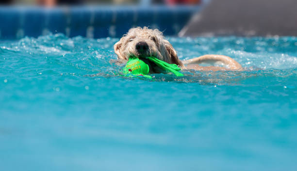 istock Yellow labradoodle retriever swims with a toy in a pool 676991268