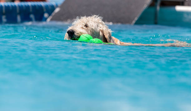 istock Yellow labradoodle retriever swims with a toy in a pool 676991296